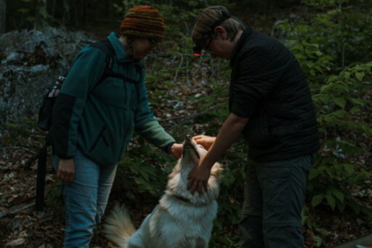 Top Safety Accessories for Nighttime Dog Walks: Torches, Headlamps, and More